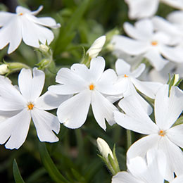 Creeping Phlox, Moss Phlox White